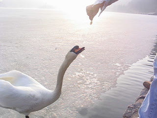 i/Kranj/Bled/Picture 167 - Swan gone wild.avi